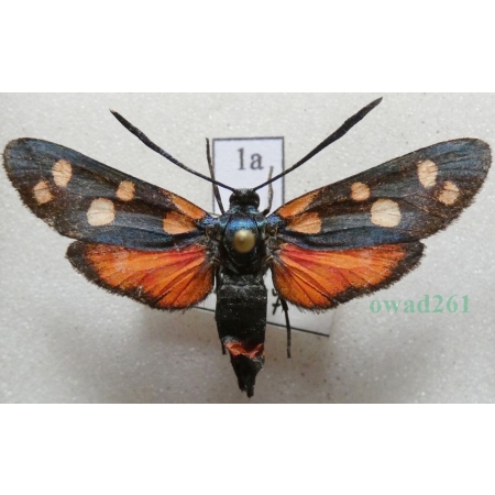 Zygaena ephialtes (Linnaeus, 1767) Kraśnik goryszowiec Czech1a